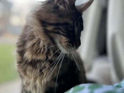 Titus - Maine Coon - Gallery Photo #1