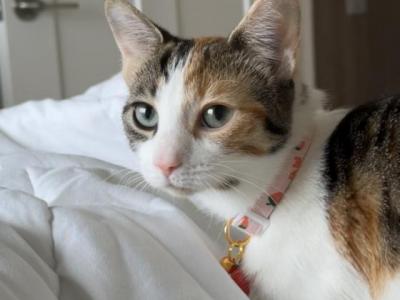 Chanel - American Shorthair - Gallery Photo #1