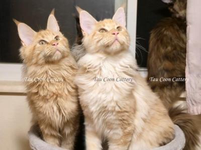 Litter L Also Listed Individually - Maine Coon - Gallery Photo #1