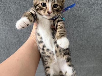 Bengal Kittens - Bengal - Gallery Photo #1