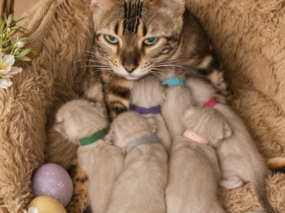 Snow Bengals - Bengal - Gallery Photo #1