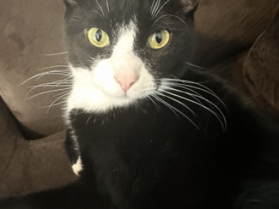 Sully - Domestic - Gallery Photo #1