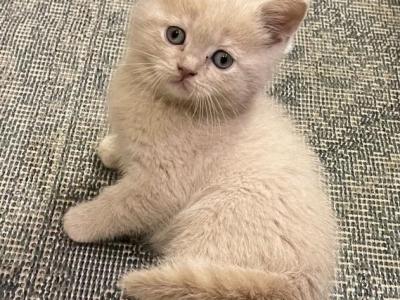 Jake Scottish Straight Kitten - Scottish Straight - Gallery Photo #1