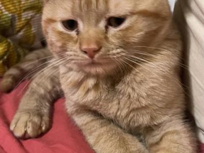 Orange - British Shorthair - Gallery Photo #1