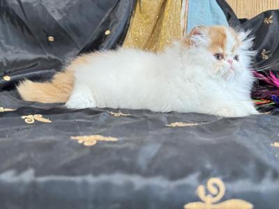 Red And White Boy - Persian - Gallery Photo #1
