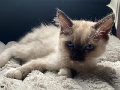 Tot - Ragdoll - Gallery Photo #1