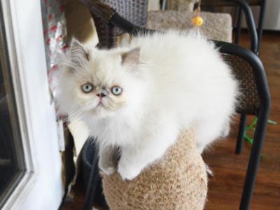 Persian Jewel 1 - Himalayan - Gallery Photo #1