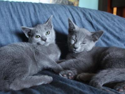 Russian Blue Kittens - Russian Blue - Gallery Photo #1
