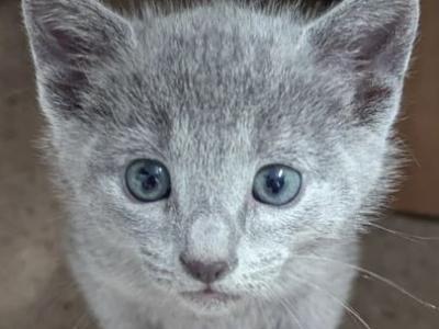 Russian Blue Kittens - Russian Blue - Gallery Photo #1
