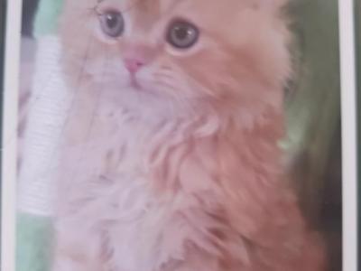 Gorgeous Kittens - Persian - Gallery Photo #1