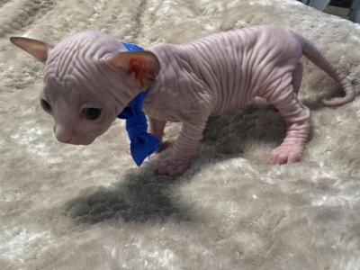 Smudge Biscuit - Sphynx - Gallery Photo #1