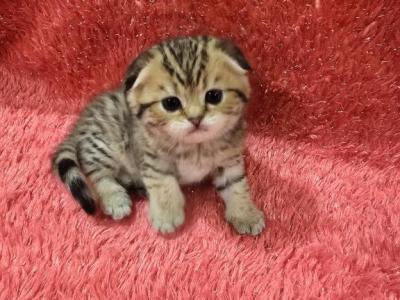 Mia2 - Scottish Fold - Gallery Photo #1