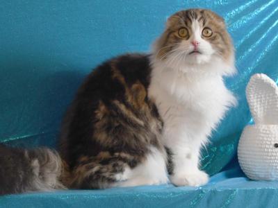 Duma - Scottish Fold - Gallery Photo #1