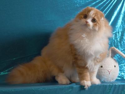Dante Flame - Scottish Fold - Gallery Photo #1