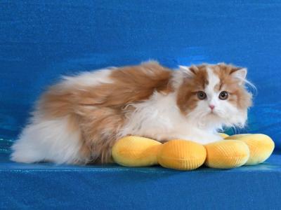 Daiana - Scottish Fold - Gallery Photo #1