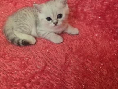 Lina2 - Scottish Straight - Gallery Photo #1