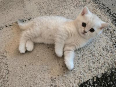 Alic - Scottish Straight - Gallery Photo #1