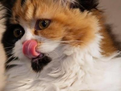 Betty - Scottish Straight - Gallery Photo #1