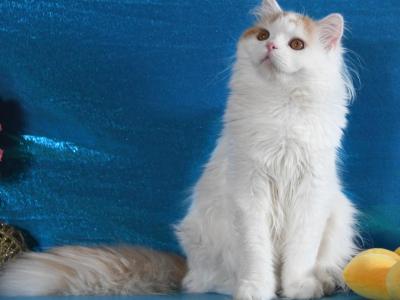 Charm - Scottish Straight - Gallery Photo #1