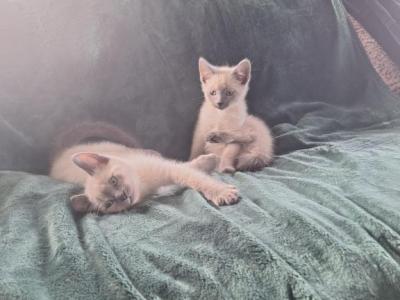 Bubbles & Beefeater's Boys - Ragdoll - Gallery Photo #1