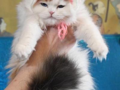 Ezra - Scottish Fold - Gallery Photo #1