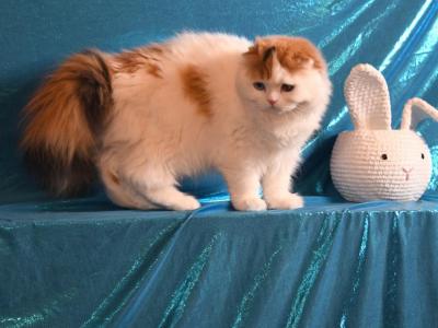 Ezra - Scottish Fold - Gallery Photo #1