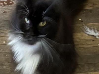 Polly - Maine Coon - Gallery Photo #1