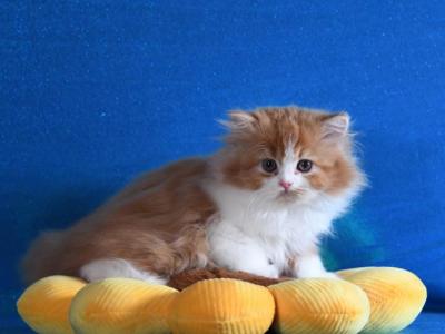 Fantastica - Scottish Straight - Gallery Photo #1