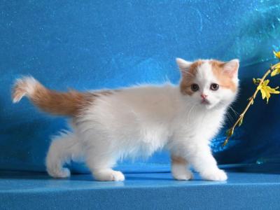 Fenix - Scottish Fold - Gallery Photo #1