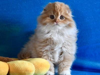 Figaro - Scottish Fold - Gallery Photo #1