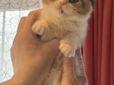 Grace - Scottish Straight - Gallery Photo #1