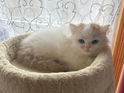 Harmony - Scottish Straight - Gallery Photo #1