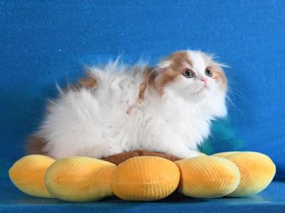 Hudson - Scottish Fold - Gallery Photo #1