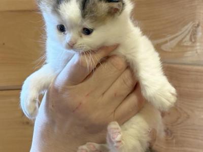 Ian - Scottish Straight - Gallery Photo #1