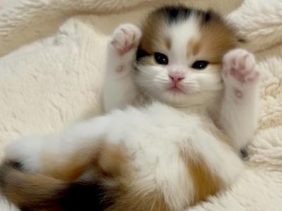 Infinity - Scottish Fold - Gallery Photo #1