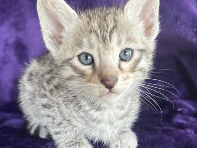 Silver Savannah Kittens - Savannah - Gallery Photo #1