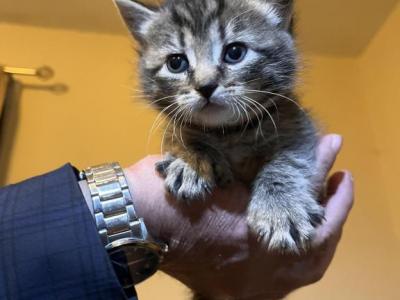 Kittens - Maine Coon - Gallery Photo #1