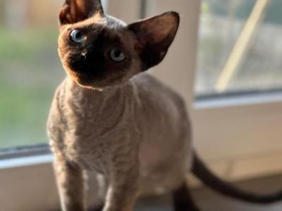 Devon Rex Black Point - Devon Rex - Gallery Photo #1