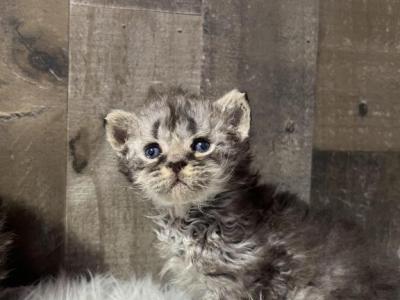 Mohave Bobtail - American Bobtail - Gallery Photo #1