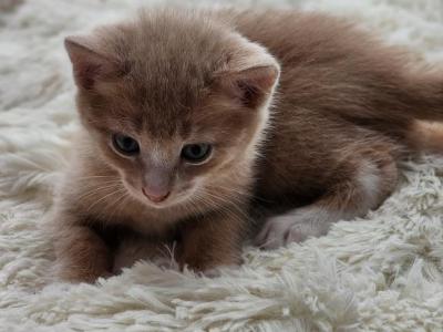 Yellow - British Shorthair - Gallery Photo #1