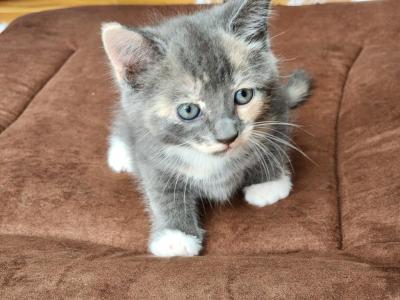 Jerry - British Shorthair - Gallery Photo #1