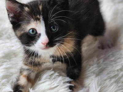 Tily - British Shorthair - Gallery Photo #1