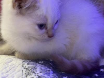LILY - Persian - Gallery Photo #1