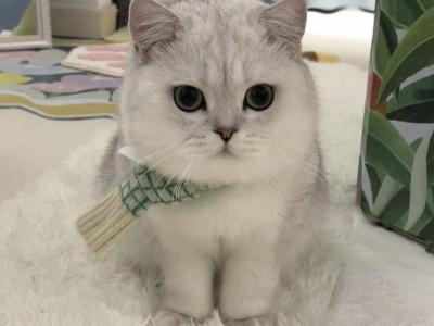 Silver Shaded Girl 1 - British Shorthair - Gallery Photo #1