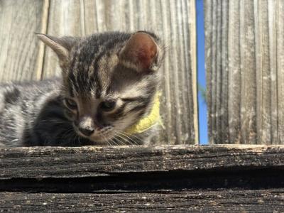 Oleapto 5 - Bengal - Gallery Photo #1