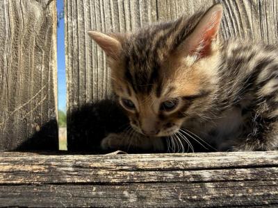 Oleapto4 - Bengal - Gallery Photo #1