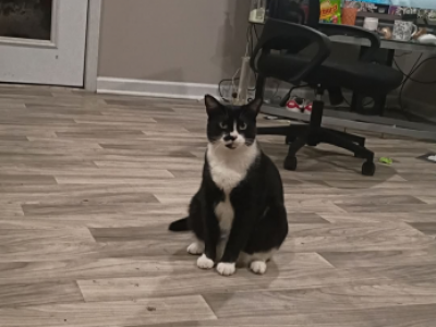 Moose - Domestic - Gallery Photo #1
