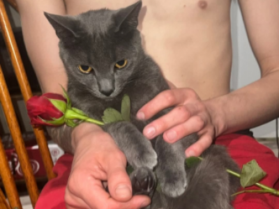 Ash - Domestic - Gallery Photo #1