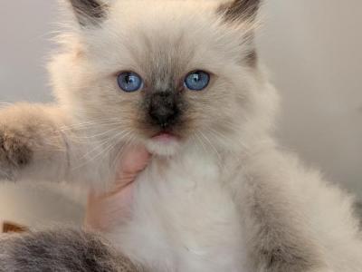 Franky Seal Mitted - Ragdoll - Gallery Photo #1