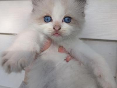 Adonis - Ragdoll - Gallery Photo #1